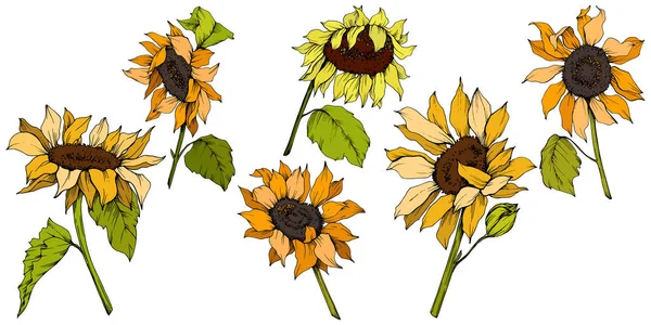 Vector Sunflower floral botanical flowers. Yellow and green engraved ink art. Isolated sunflower illustration element.