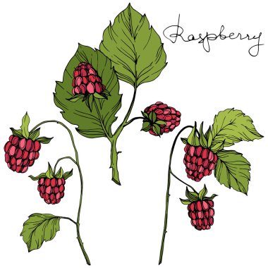 Vektör Ahududu sağlıklı gıda izole. Kırmızı ve yeşil kazınmış mürekkep sanatı. İzole çilek illüstrasyon elemanı.