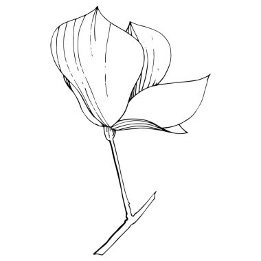 Vektör Magnolia foral botanik çiçekler. Siyah ve beyaz oyulmuş mürekkep sanatı. İzole manolya illüstrasyon elemanı.