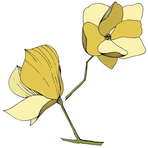 Vector Magnolia foral flores botánicas. Tinta amarilla grabada. Elemento ilustrativo de magnolia aislada . — Vector de stock