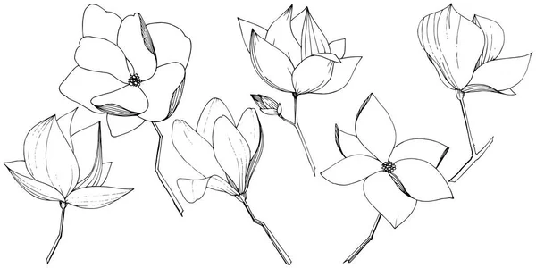 Векторные ботанические цветы Магнолии. Черно-белый рисунок чернил. Изолированный элемент иллюстрации магнолии . — стоковый вектор