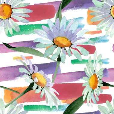 Büyük beyaz papatya çiçek botanik çiçekler. Suluboya arka plan illüstrasyon seti. Kesintisiz arka plan deseni.