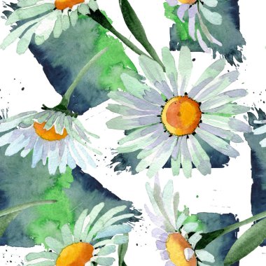 Büyük beyaz papatya çiçek botanik çiçekler. Suluboya arka plan illüstrasyon seti. Kesintisiz arka plan deseni.