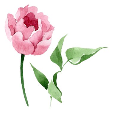 Koyu kırmızı şakayık çiçek botanik çiçekler. Suluboya arka plan illüstrasyon seti. İzole şakayık illüstrasyon elemanı.