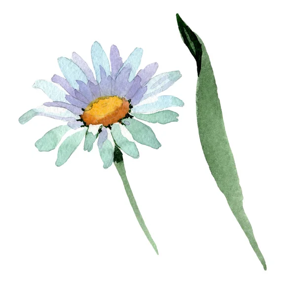 大きな白カモミール花の植物の花。水彩画の背景セット。分離カモミールイラスト要素. — ストック写真