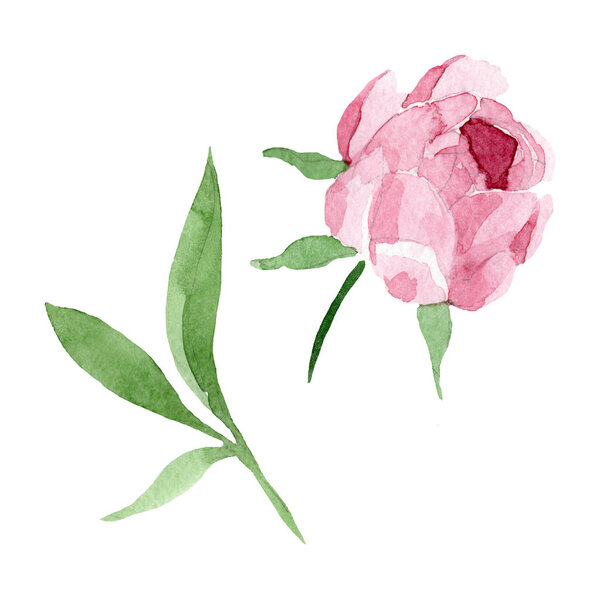 Dark red peony floral botanical flowers. Watercolor background illustration set. Isolated peony illustration element.