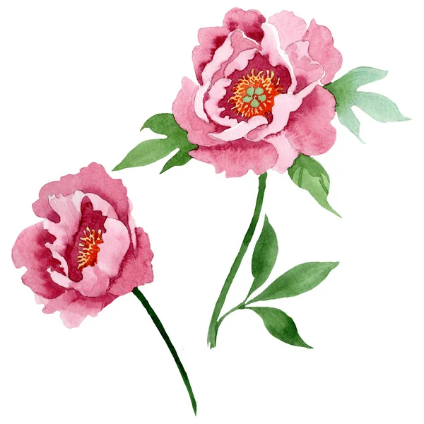 Темно-червоні півонії квіткові ботанічні квіти. Набір ілюстрацій для акварельного фону. Ізольований елемент ілюстрації півонії . — стокове фото