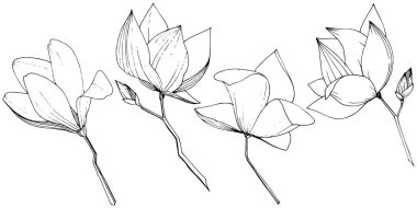 Vektör Magnolia foral botanik çiçekler. Siyah ve beyaz oyulmuş mürekkep sanatı. İzole manolya illüstrasyon elemanı.