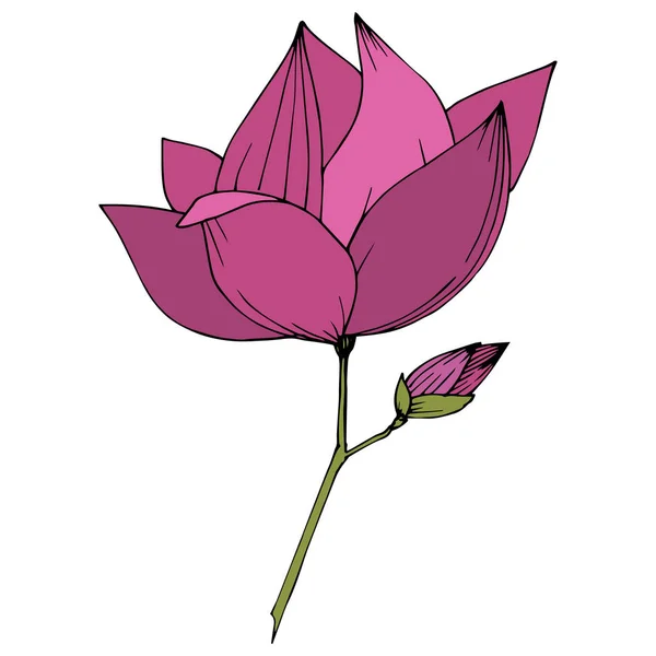 Vektorové Magnolie foralské botanické květiny. Fialový ryzovaný inkoust. Izolovaný element Magnolia. — Stockový vektor