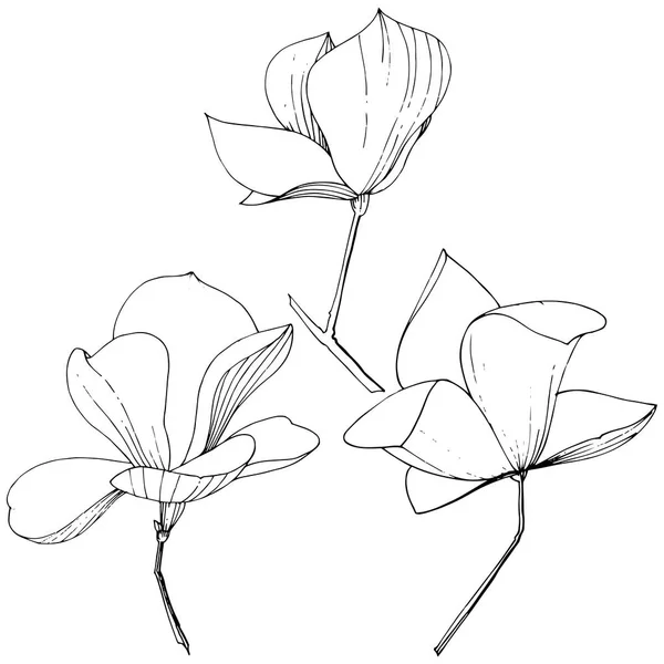 矢量玉兰为植物花。黑白雕刻水墨艺术。隔离木兰插图元件. — 图库矢量图片