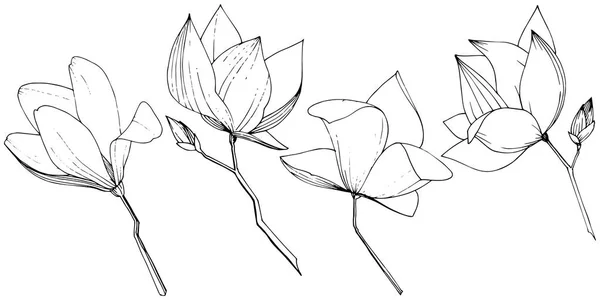 Vector Magnolia foral flores botânicas. Tinta gravada a preto e branco. Elemento de ilustração de magnólia isolada . — Vetor de Stock