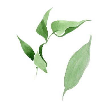 Şakayık yeşil çiçek botanik çiçekler bırakır. Suluboya arka plan seti. İzole şakayık illüstrasyon elemanı.