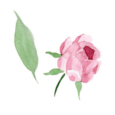 Koyu kırmızı şakayık çiçek botanik çiçekler. Suluboya arka plan illüstrasyon seti. İzole şakayık illüstrasyon elemanı.