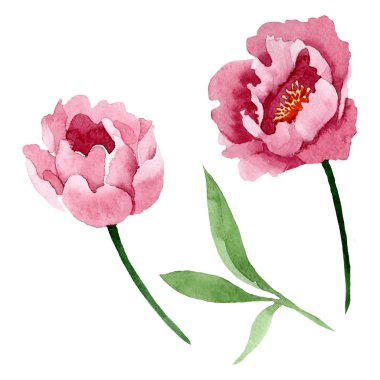 Koyu kırmızı şakayık çiçek botanik çiçekler. Suluboya arka plan illüstrasyon seti. İzole şakayık illüstrasyon elemanı.