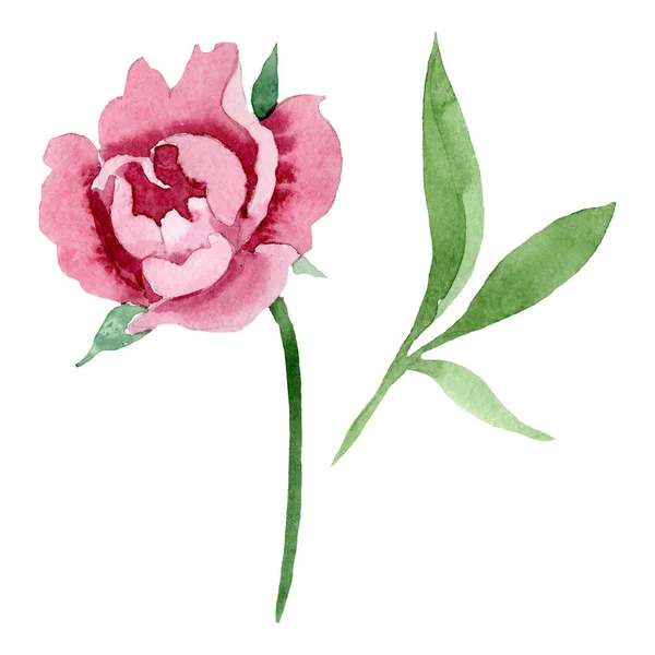 Fleurs botaniques florales pivoine rouge foncé. Ensemble d'illustration de fond aquarelle. Élément d'illustration de pivoine isolé . — Photo