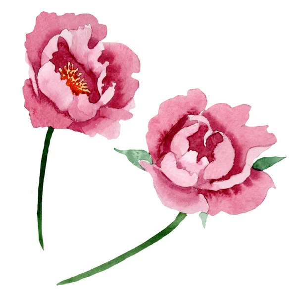 Dark red peony floral botanical flowers. Watercolor background illustration set. Isolated peony illustration element.