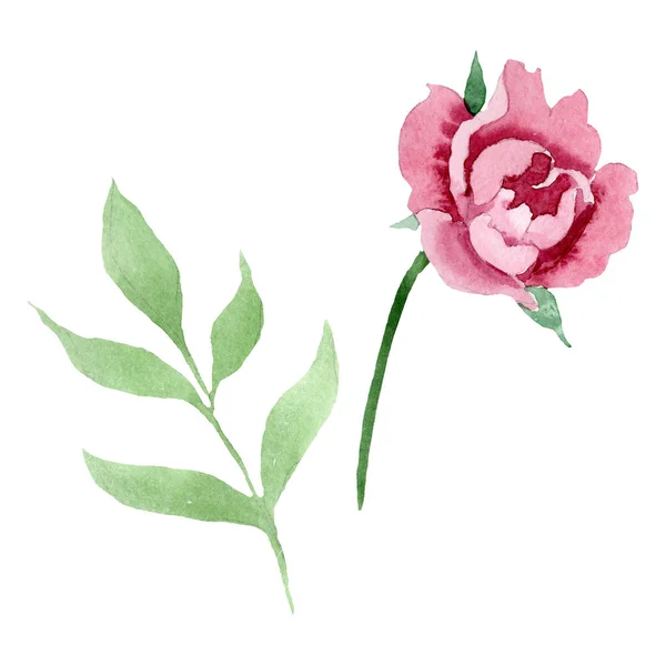Pedônia vermelha escura flores botânicas florais. Conjunto de ilustração de fundo aquarela. Isolado peônia ilustração elemento . — Fotografia de Stock