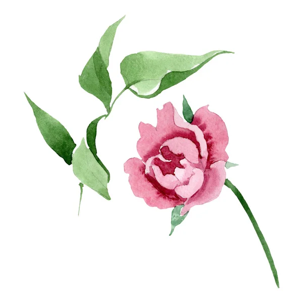 Peonía roja oscura flores botánicas florales. Conjunto de ilustración de fondo acuarela. Elemento de ilustración de peonía aislada . — Foto de Stock