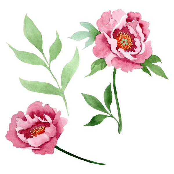 Fiori botanici floreali di peonia rosso scuro. Acquerello sfondo illustrazione set. Elemento di illustrazione peonia isolata . — Foto Stock