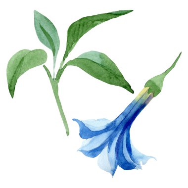 Mavi brugmansia çiçek botanik çiçekleri. Suluboya arka plan seti. İzole brugmansia illüstrasyon elemanı.