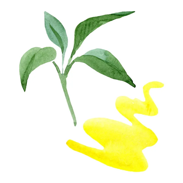 Brugmansia hojas verdes flores botánicas florales. Conjunto de fondo acuarela. Elemento ilustrativo de brugmansia aislada . — Foto de Stock