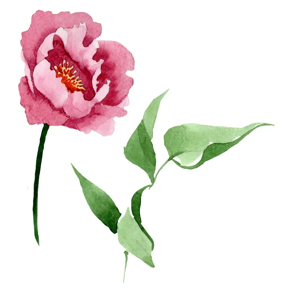 Donker rode pioen bloemen botanische bloemen. Aquarel achtergrond illustratie instellen. Geïsoleerde Peony illustratie element. — Stockfoto