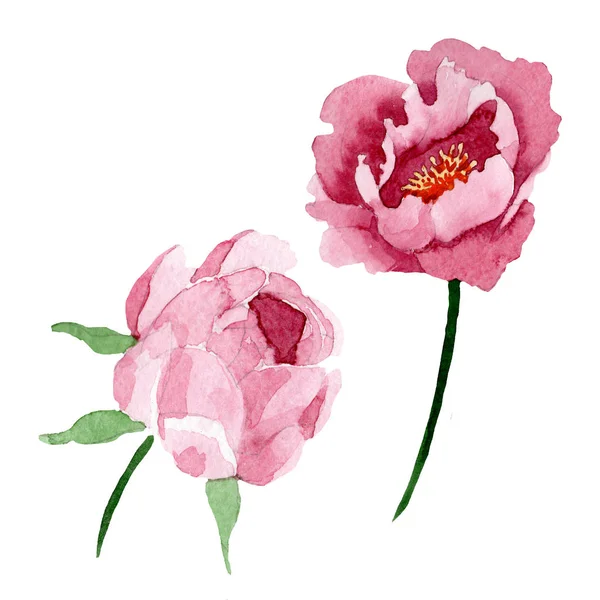 深红色牡丹花卉植物花。水彩背景插图集。隔离牡丹插图元素. — 图库照片