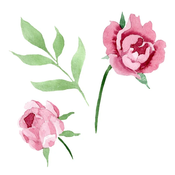 Fiori botanici floreali di peonia rosso scuro. Acquerello sfondo illustrazione set. Elemento di illustrazione peonia isolata . — Foto Stock