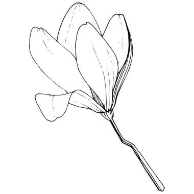 Vektör Magnolia foral botanik çiçekler. Siyah ve beyaz oyulmuş mürekkep sanatı. İzole manolya illüstrasyon elemanı.