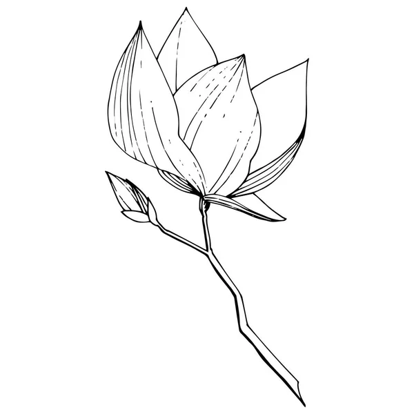 Τα βοτανικά λουλούδια του διανύσματος Magnolia. Μαύρο και άσπρο χαραγμένο μελάνι τέχνης. Μεμονωμένο στοιχείο απεικόνισης μανόλιας. — Διανυσματικό Αρχείο
