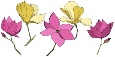Vektör Magnolia foral botanik çiçekler. Mor ve sarı oyma mürekkep sanatı. İzole manolya illüstrasyon elemanı.