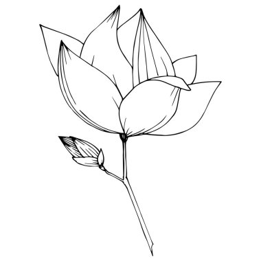 Vektör Magnolia foral botanik çiçekler. Siyah ve beyaz oyulmuş mürekkep sanatı. İzole manolya illüstrasyon elemanı.