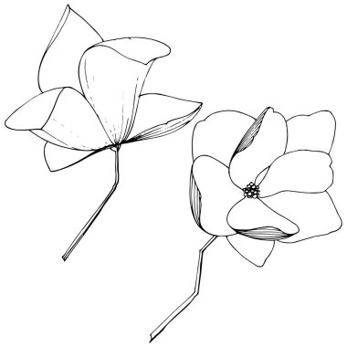 Vektör Magnolia foral botanik çiçekler. Siyah ve beyaz oyulmuş mürekkep sanatı. İzole manolya illüstrasyon elemanı.