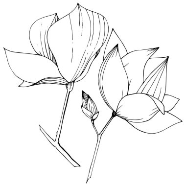 Vektör Magnolia foral botanik çiçekler. Siyah ve beyaz oyulmuş mürekkep sanatı. İzole manolya illüstrasyon elemanı.