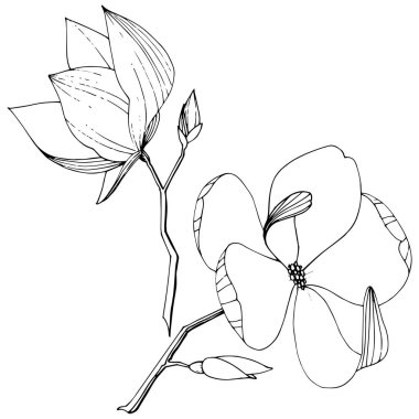 Vektör Magnolia foral botanik çiçekler. Siyah ve beyaz oyulmuş mürekkep sanatı. İzole manolya illüstrasyon elemanı.