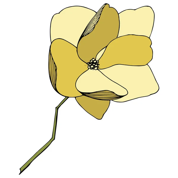 Вектор Магнолія для ботанічних квітів. Жовті гравіровані чорнила мистецтва. Ізольований елемент ілюстрації магнолії . — стоковий вектор