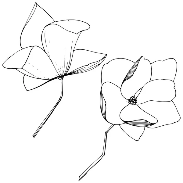 Vektör Magnolia foral botanik çiçekler. Siyah ve beyaz oyulmuş mürekkep sanatı. İzole manolya illüstrasyon elemanı. — Stok Vektör