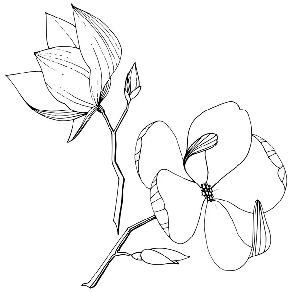 Vector Magnolia fleurs botaniques forales. Encre gravée en noir et blanc. Elément d'illustration magnolia isolé . — Image vectorielle