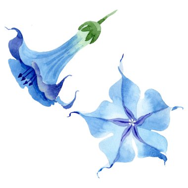 Mavi brugmansia çiçek botanik çiçekleri. Suluboya arka plan seti. İzole brugmansia illüstrasyon elemanı.