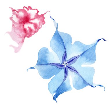 Mavi brugmansia çiçek botanik çiçekleri. Suluboya arka plan seti. İzole brugmansia illüstrasyon elemanı.