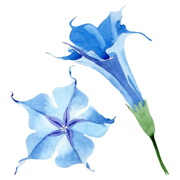 Azul brugmansia flores botânicas florais. Conjunto de fundo aquarela. Elemento ilustrativo isolado da brugmansia . — Fotografia de Stock