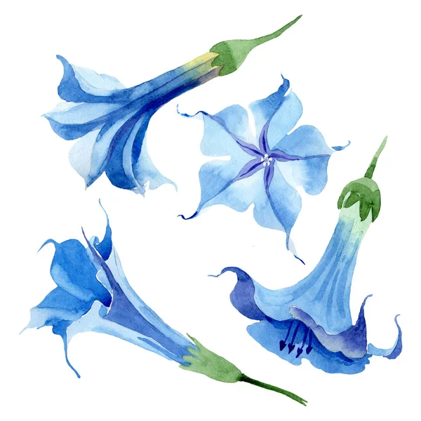 Azul brugmansia flores botânicas florais. Conjunto de fundo aquarela. Elemento ilustrativo isolado da brugmansia . — Fotografia de Stock