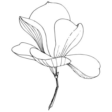 Vektör Magnolia foral botanik çiçekler. Siyah ve beyaz oyulmuş mürekkep sanatı. İzole manolya illüstrasyon elemanı.