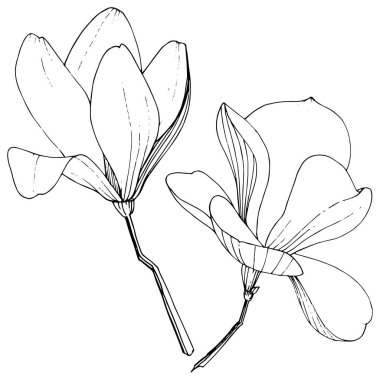 Vektör Magnolia foral botanik çiçekler. Siyah ve beyaz oyulmuş mürekkep sanatı. İzole manolya illüstrasyon elemanı.