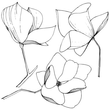 Vektör Magnolia foral botanik çiçekler. Siyah ve beyaz oyulmuş mürekkep sanatı. İzole manolya illüstrasyon elemanı.