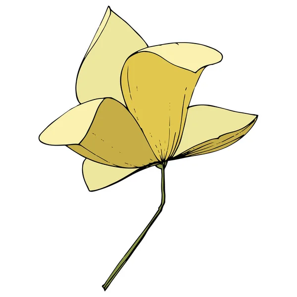 Vector Magnolia foral flores botánicas. Tinta amarilla grabada. Elemento ilustrativo de magnolia aislada . — Vector de stock