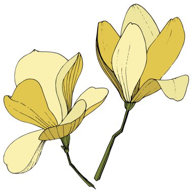 Vektör Magnolia foral botanik çiçekler. Sarı oyma mürekkep sanatı. İzole manolya illüstrasyon elemanı.