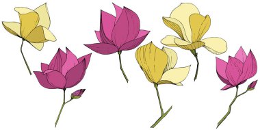 Vektör Magnolia foral botanik çiçekler. Mor ve sarı oyma mürekkep sanatı. İzole manolya illüstrasyon elemanı.