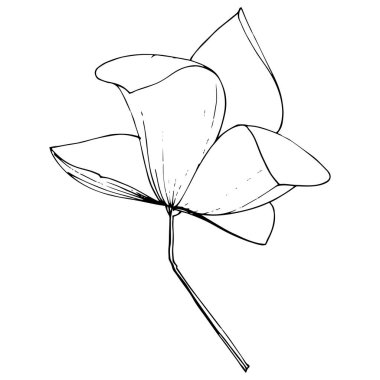 Vektör Magnolia foral botanik çiçekler. Siyah ve beyaz oyulmuş mürekkep sanatı. İzole manolya illüstrasyon elemanı.