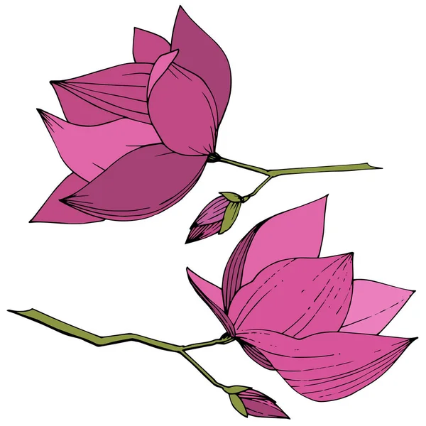 Vektormagnolie für botanische Blumen. lila gestochene Tuschekunst. isolierte Magnolie Illustrationselement. — Stockvektor